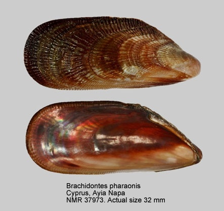 Moule de la mer Rouge - Brachidontes pharaonis - <a href='  http://www.marinespecies.org/aphia.php?p=image&tid=140437&pic=65545 '>Natural History Museum Rotterdam</a>, <a href=' https://creativecommons.org/licenses/by-nc-sa/4.0/  '>CC BY-NC-SA 4.0</a>, via Worms - BioObs