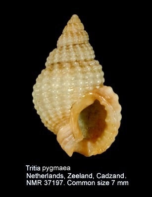 Nasse pygmée - Tritia varicosa - <a href='  http://marinespecies.org/aphia.php?p=image&tid=140512&pic=67908 '>Natural History Museum Rotterdam</a>, <a href=' https://creativecommons.org/licenses/by-nc-sa/4.0/ '>CC BY-NC-SA 4.0</a>, via Worms - BioObs