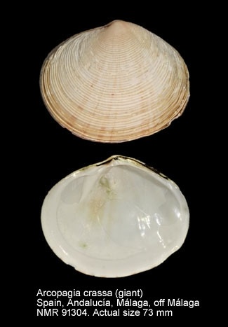 Telline épaisse - Arcopagia crassa - <a href='  http://www.marinespecies.org/aphia.php?p=image&tid=141577&pic=141204 '>Natural History Museum Rotterdam</a>, <a href=' https://creativecommons.org/licenses/by-nc-sa/4.0/ '>CC BY-NC-SA 4.0</a>, via Worms - BioObs