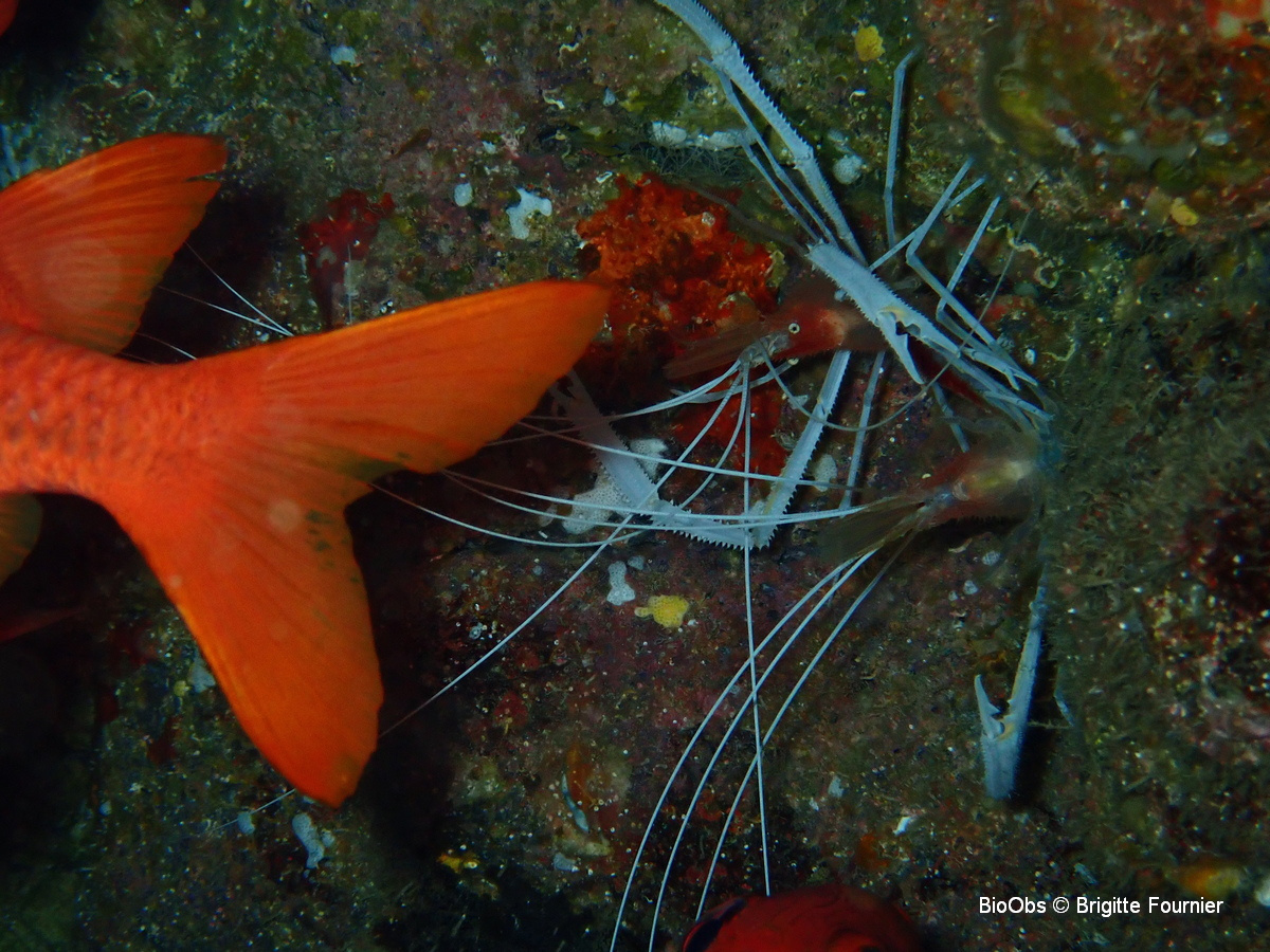 Crevette nettoyeuse rouge à pattes blanches - Stenopus pyrsonotus - Brigitte Fournier - BioObs