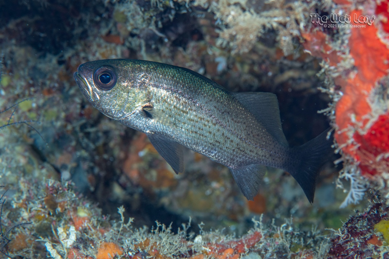 Courbine - Odontoscion dentex - <a href=' https://www.inaturalist.org/photos/471423321 '>Frank Krasovec</a>, <a href=' https://creativecommons.org/licenses/by-nc/4.0/ '>CC BY-NC 4.0</a>, via iNaturalist - BioObs