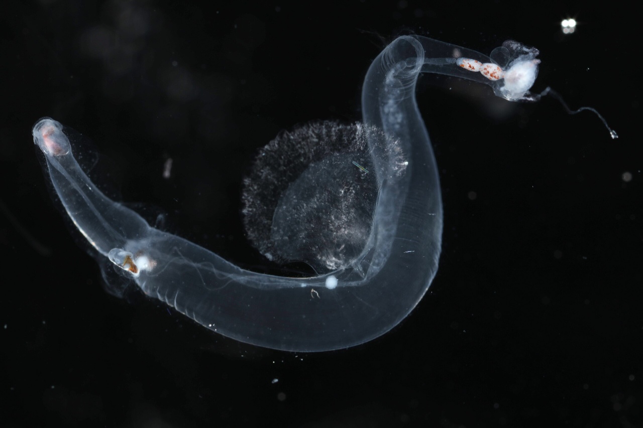 Firole - Firoloida desmarestia - <a href='https://commons.wikimedia.org/wiki/File:Firoloida_desmarestia_01.jpg'>Karen Osborn</a>, CC0, via Wikimedia Commons - BioObs