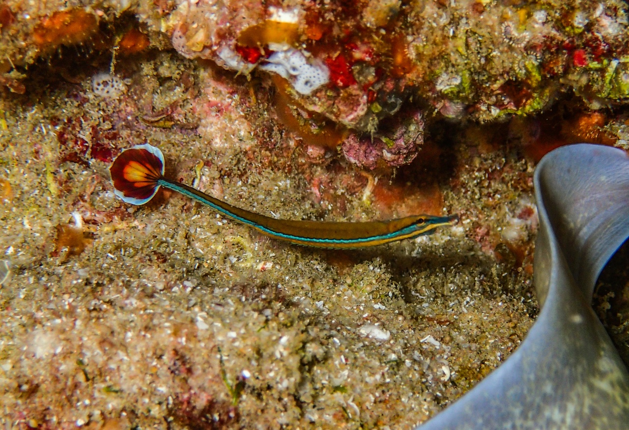 Syngnathe à double menton - Doryrhamphus bicarinatus - <a href=' https://www.inaturalist.org/photos/134548291 '>j4mesp</a>, <a href=' https://creativecommons.org/licenses/by-nc/4.0/ '>CC BY-NC 4.0</a>, via iNaturalist - BioObs