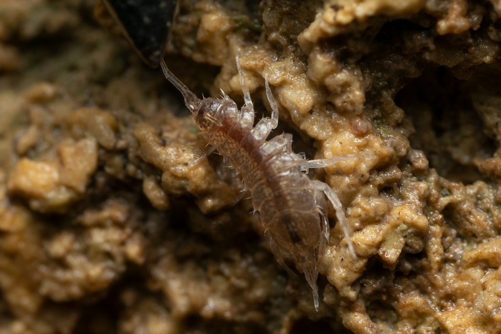 Proasellus coxalis - Proasellus coxalis - <a href=' https://www.inaturalist.org/photos/113193039 '>Eleftherios Katsillis</a>, <a href=' https://creativecommons.org/licenses/by/4.0/ '>CC BY 4.0</a>, via iNaturalist - BioObs