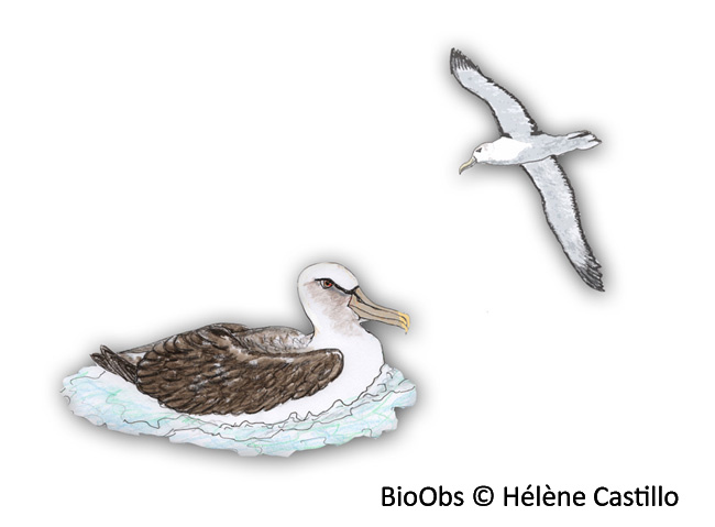 Albatros à cape blanche - Thalassarche cauta - Hélène Castillo - BioObs