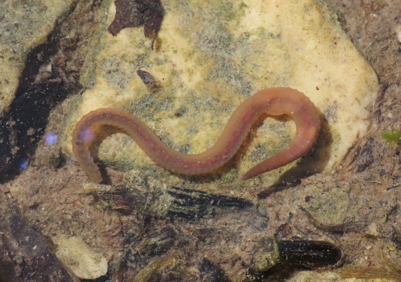 Ver à queue carrée - Eiseniella tetraedra - <a href=' https://www.inaturalist.org/photos/76559850 '>Emanuele Santarelli</a>, <a href=' https://creativecommons.org/licenses/by-sa/4.0/ '>CC BY-SA 4.0</a>, via iNaturalist - BioObs