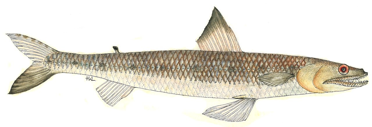 Anoli à grandes écailles - Saurida undosquamis - <a href=' https://www.gbif.org/fr/occurrence/1265268958 '>South African Institute for Aquatic Biodiversity</a>, <a href='  https://creativecommons.org/licenses/by/4.0/ '>CC BY 4.0</a>, via GBIF - BioObs