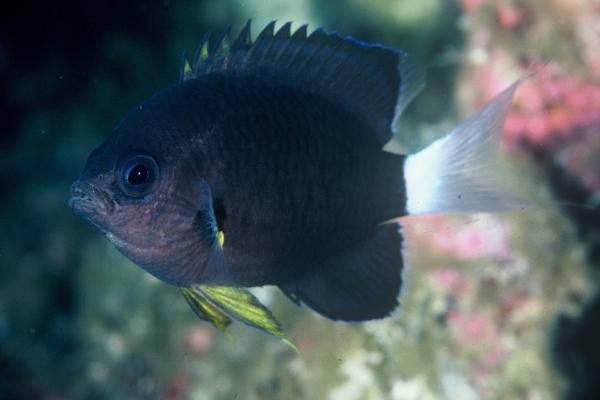 Demoiselle à queue blanche - Chromis leucura - <a href=' https://www.gbif.org/fr/occurrence/1265259841 '>South African Institute for Aquatic Biodiversity</a>, <a href='  https://creativecommons.org/licenses/by/4.0/ '>CC BY 4.0</a>, via GBIF - BioObs