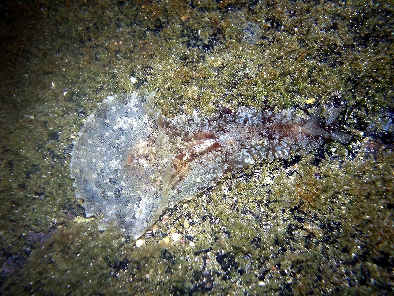 Lièvre de mer à oreille - Dolabella auricularia - <a href='https://commons.wikimedia.org/wiki/File:Sea_hare_DSC01663.jpg' title='via Wikimedia Commons'>Brocken Inaglory</a> / <a href='http://creativecommons.org/licenses/by-sa/3.0/'>CC BY-SA</a> - BioObs