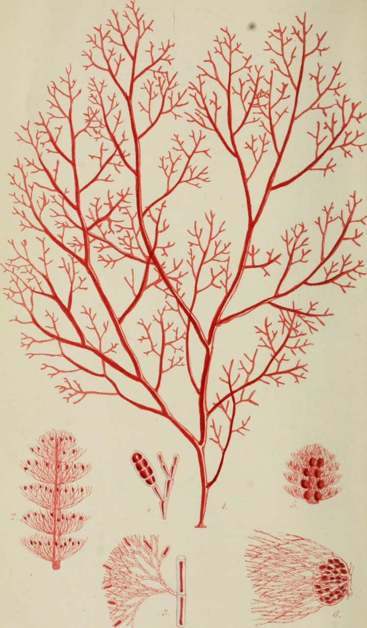 Algue rouge de Dudresnay - Dudresnaya verticillata - <a href='https://commons.wikimedia.org/wiki/File:Phycologia_Britannica,_or,_A_history_of_British_sea-weeds_-_containing_coloured_figures,_generic_and_specific_characters,_synonymes,_and_descriptions_of_all_the_species_of_algae_inhabiting_the_shores_(14764411975).jpg' title='via Wikimedia Commons'>Harvey, William H. (William Henry), 1811-1866;Harvey, William H. (William Henry), 1811-1866. History of British sea-weeds</a> / No restrictions - BioObs