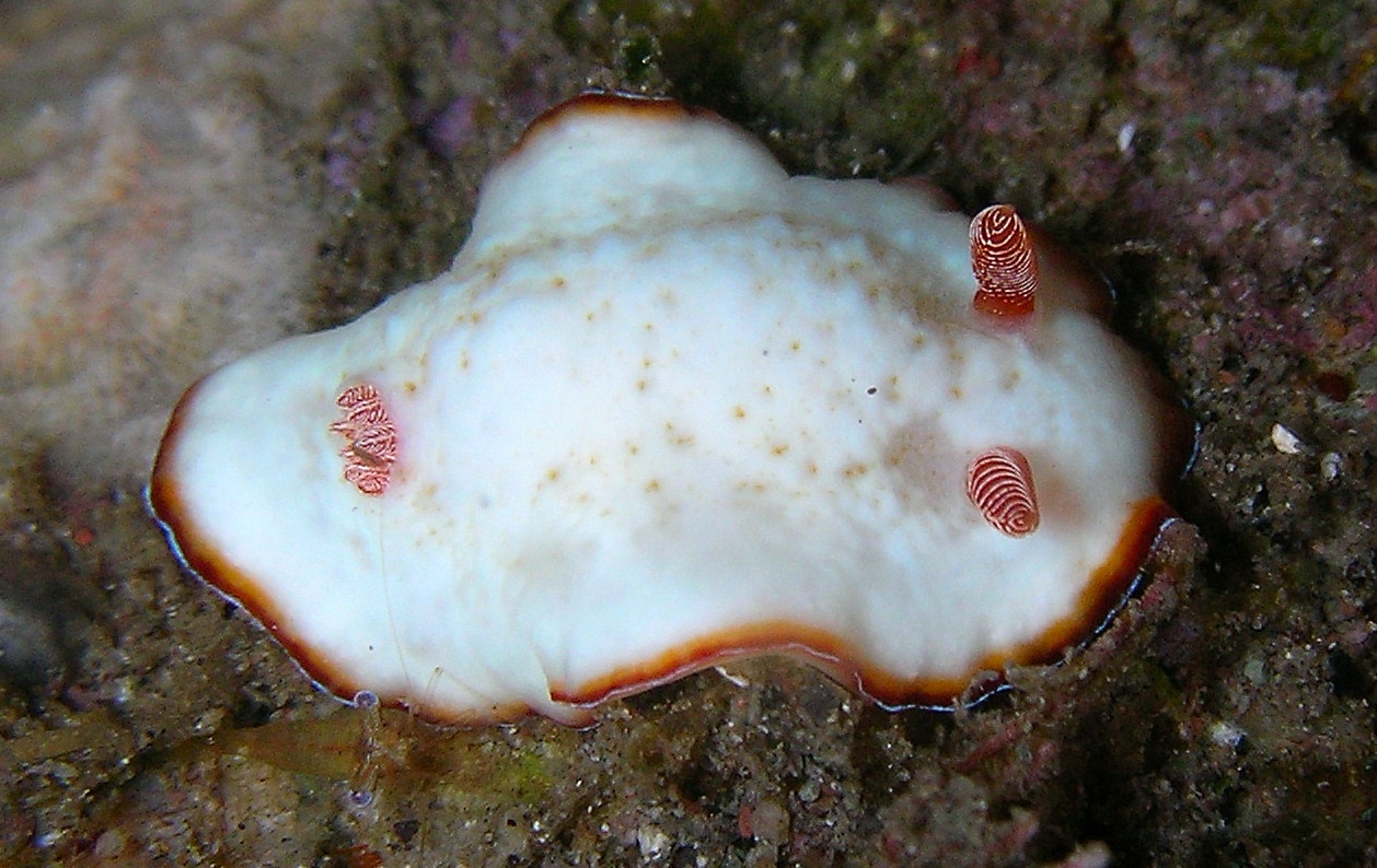 Chromodoris précieux - Goniobranchus preciosus - <a href='https://commons.wikimedia.org/wiki/File:Chromodoris_preciosa.jpg' title='via Wikimedia Commons'>Steve Childs from Lancaster, UK</a> / <a href='https://creativecommons.org/licenses/by/2.0'>CC BY</a> - BioObs