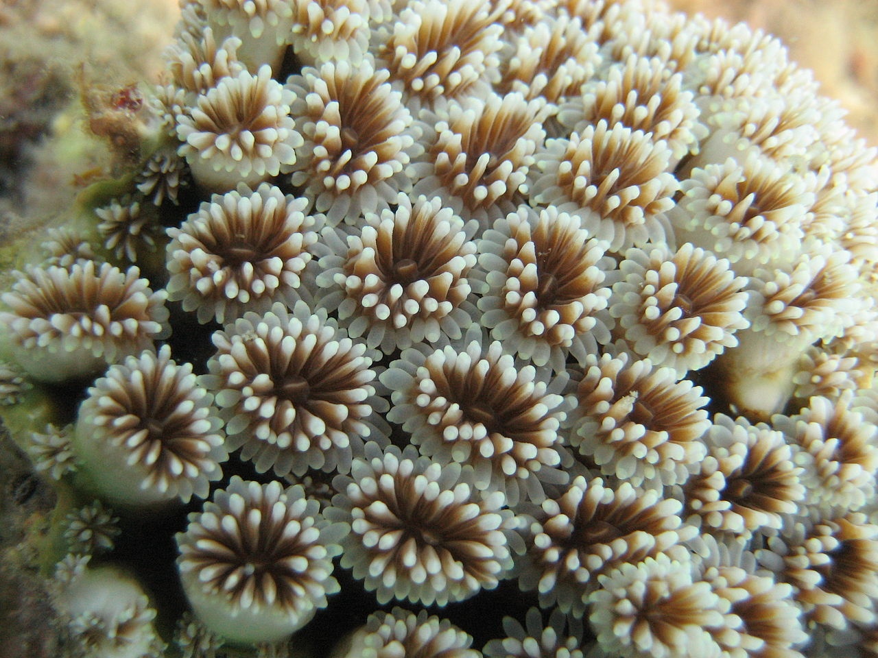 Corail pot de fleur - Goniopora stokesi - <a href='https://commons.wikimedia.org/wiki/File:Coral_detail.jpg' title='via Wikimedia Commons'>pakmat</a> / <a href='https://creativecommons.org/licenses/by-sa/2.0'>CC BY-SA</a> - BioObs