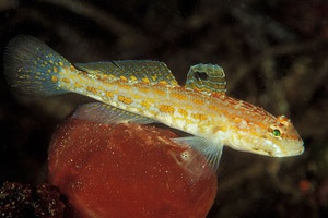 Gobie à taches oranges - Gobius kolombatovici - <a href='https://commons.wikimedia.org/wiki/File:Gobius_kolombatovici.jpg' title='via Wikimedia Commons'>riblje-oko.hr</a> / <a href='http://creativecommons.org/licenses/by-sa/3.0/'>CC BY-SA</a> - BioObs