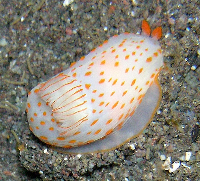 Gymnodoris de Ceylan - Gymnodoris ceylonica - <a href='https://commons.wikimedia.org/wiki/File:Gymnodoris_ceylonica.jpg' title='via Wikimedia Commons'>Steve Childs from Lancaster, UK</a> / <a href='https://creativecommons.org/licenses/by/2.0'>CC BY</a> - BioObs