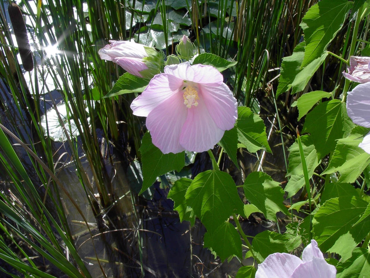Ketmie rose des marais - Hibiscus moscheutos - <a href='https://commons.wikimedia.org/wiki/File:Swamp_Rose_Mallow.jpg' title='via Wikimedia Commons'>Atrian at English Wikipedia</a> / Public domain - BioObs