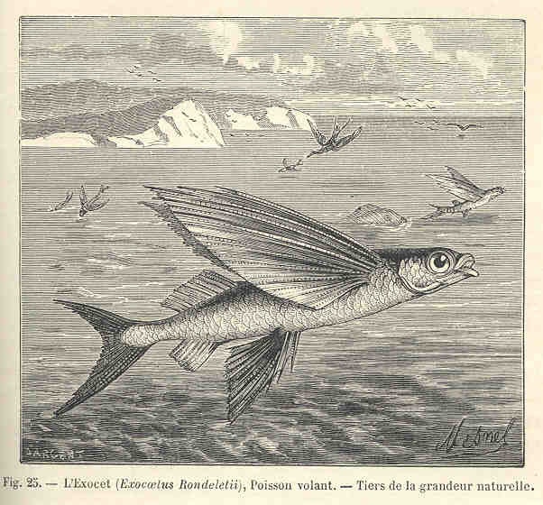 Poisson-volant à ailes noires - Hirundichthys rondeletii - <a href='https://commons.wikimedia.org/wiki/File:FMIB_34600_Exocet_(Exocaelus_rondeletii),_Poisson_volant.jpeg' title='via Wikimedia Commons'>Edmond Perrier</a> / Public domain - BioObs