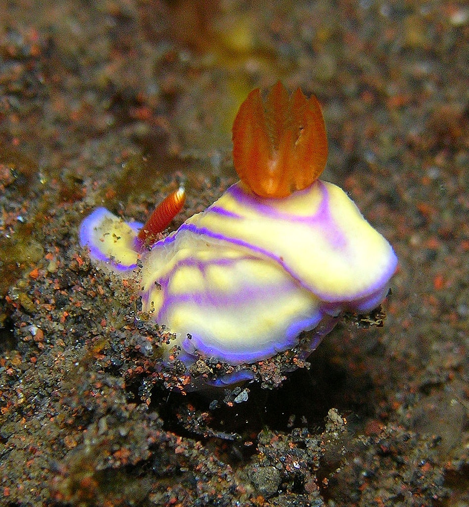 Hypselodoris de White - Hypselodoris whitei - <a href='https://commons.wikimedia.org/wiki/File:Hypselodoris_whitei.jpg' title='via Wikimedia Commons'>Steve Childs from Lancaster, UK</a> / <a href='https://creativecommons.org/licenses/by/2.0'>CC BY</a> - BioObs