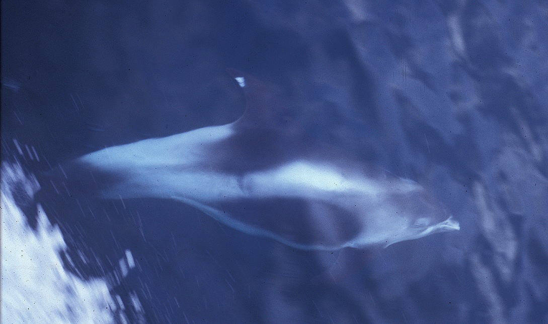 Dauphin à bec blanc - Lagenorhynchus albirostris - <a href='https://commons.wikimedia.org/wiki/File:Witsnuitdolfijn_-_Lagenorhynchus_albirostris.jpg' title='via Wikimedia Commons'>Kees Camphuysen sur Wikipédia néerlandais</a> / <a href='http://creativecommons.org/licenses/by-sa/3.0/'>CC BY-SA</a> - BioObs