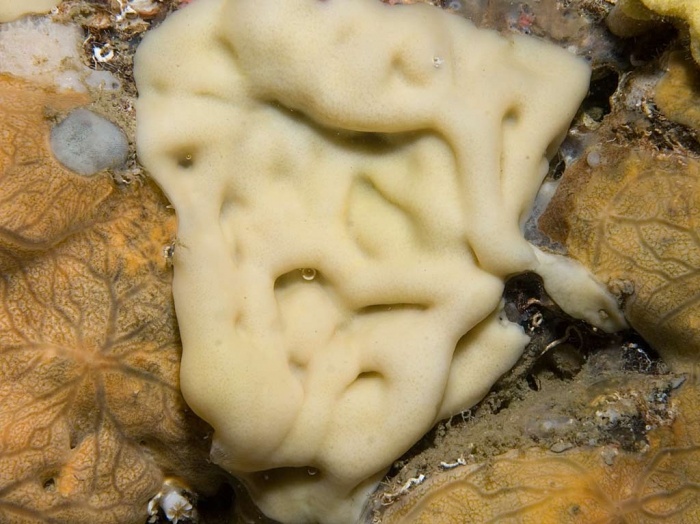 Plakines lisses - Plakina jani/trilopha - <a href='   http://www.marinespecies.org/aphia.php?p=image&tid=169741&pic=28920 '>Bernard Picton</a>, <a href='  https://creativecommons.org/licenses/by-nc-sa/4.0/ '>CC BY-NC-SA 4.0</a>, via Worms - BioObs