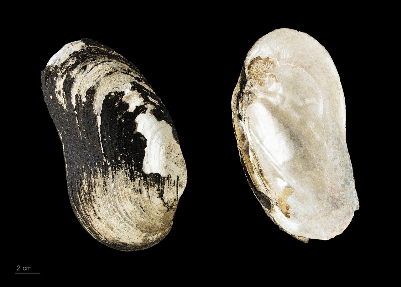Grande mulette - Pseudunio auricularius - <a href='https://commons.wikimedia.org/wiki/File:Margaritifera_auricularia_MHNT_ZOO_2010_221.jpg'>Muséum de Toulouse</a>, <a href='https://creativecommons.org/licenses/by-sa/4.0'>CC BY-SA 4.0</a>, via Wikimedia Commons - BioObs