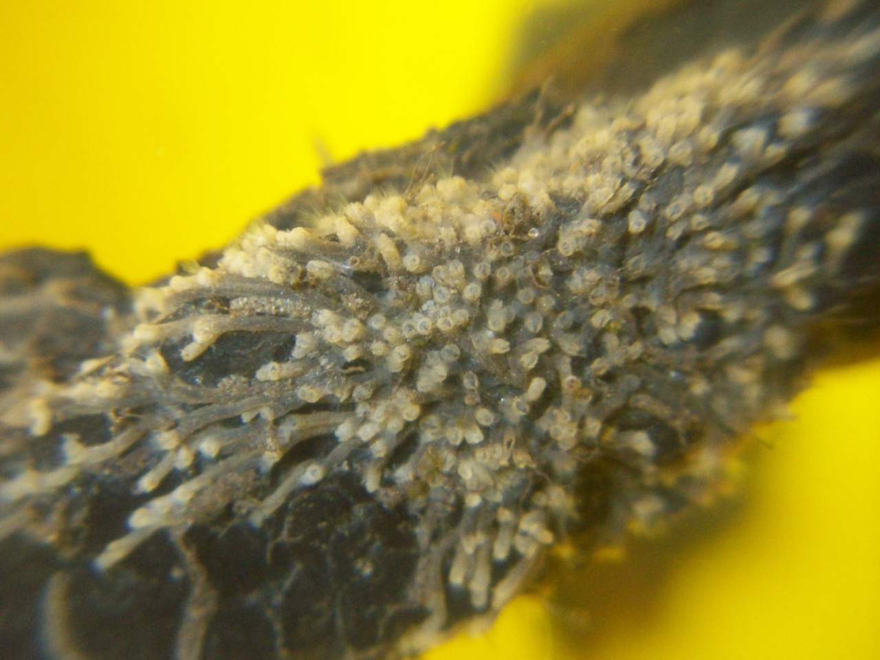 Bryozoaire dulcicole rampant - Plumatella repens - <a href=' https://www.inaturalist.org/photos/29542336 '>Dmitry Kuzmenckin</a>, <a  https://creativecommons.org/licenses/by-nc/4.0/ '>CC BY-NC 4.0</a>, via iNaturalist - BioObs