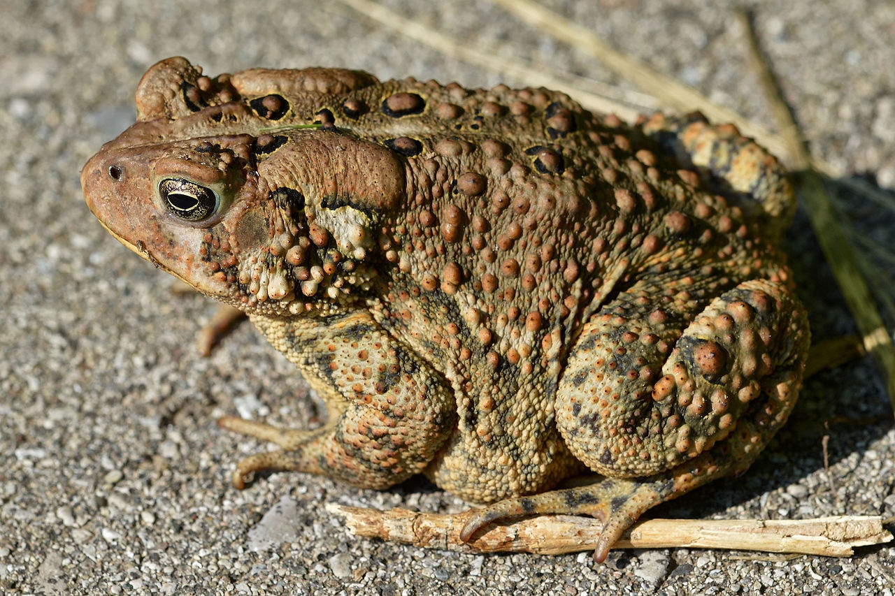 Crapaud américain - Anaxyrus americanus - <a href='https://commons.wikimedia.org/wiki/File:Eastern_American_Toad_(Anaxyrus_americanus_americanus)_-_London,_Ontario_01.jpg' title='via Wikimedia Commons'>Ryan Hodnett</a> / <a href='https://creativecommons.org/licenses/by-sa/4.0'>CC BY-SA</a> - BioObs