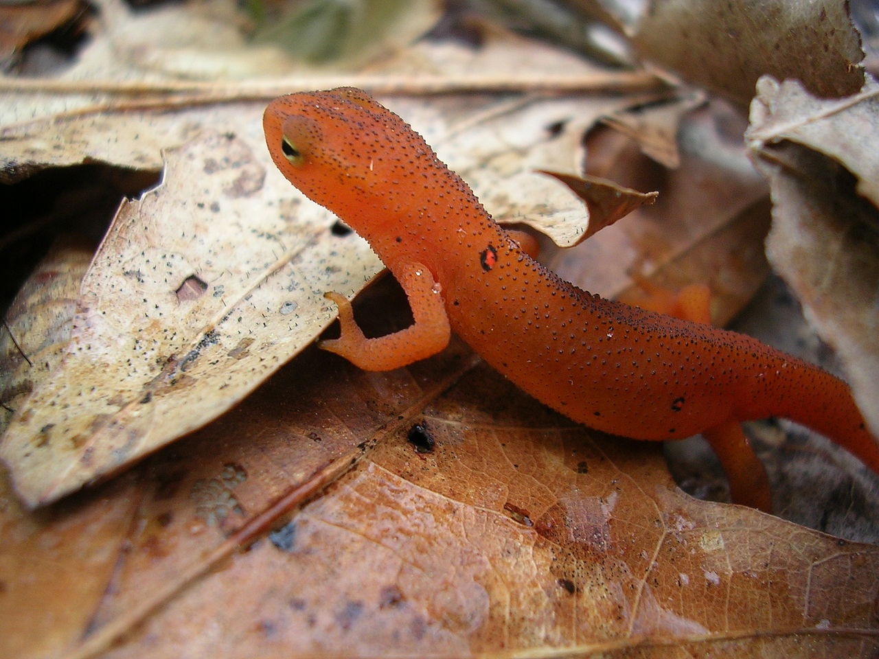 Triton vert à points rouges - Notophthalmus viridescens - <a href='https://commons.wikimedia.org/wiki/File:Red_spotted_newt_01.JPG' title='via Wikimedia Commons'>J. Carmichael (Tevonic (talk) 02:17, 7 July 2009 (UTC))</a> / Public domain - BioObs