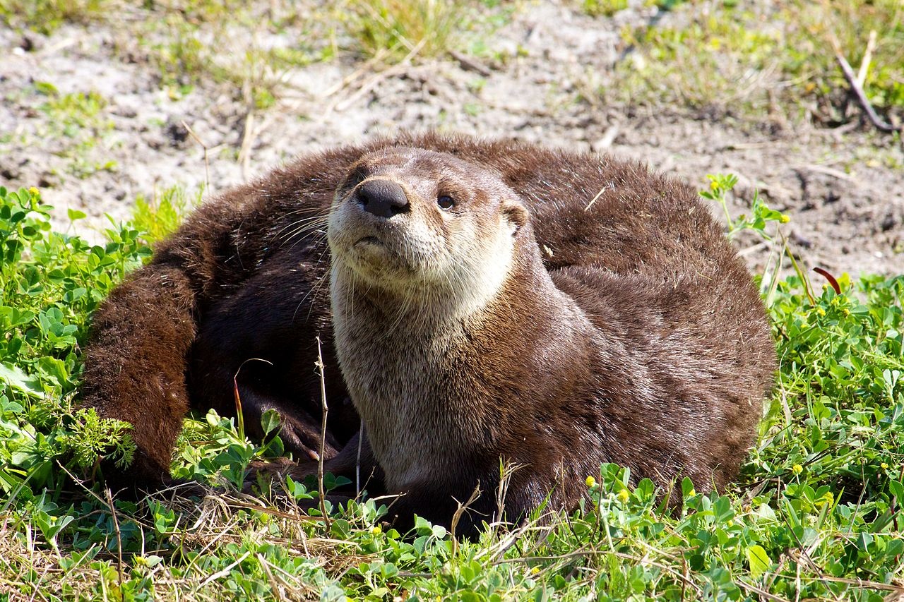 Loutre du Canada - Lontra canadensis - <a href='https://commons.wikimedia.org/wiki/File:North_American_River_Otter_(Lontra_canadensis)_(6998578777).jpg' title='via Wikimedia Commons'>U.S. Fish and Wildlife Service Southeast Region</a> / Public domain - BioObs