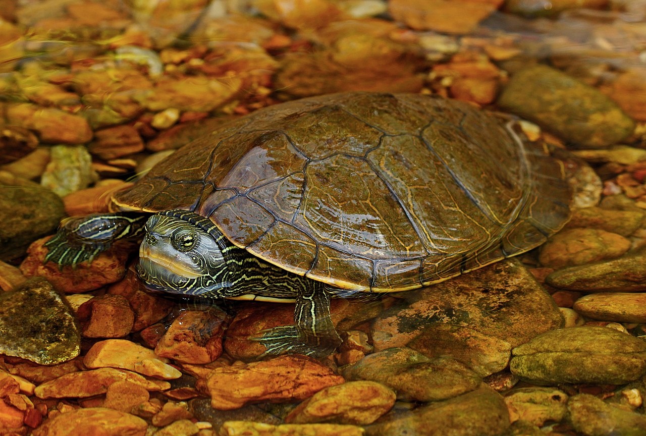 Tortue géographique - Graptemys geographica - <a href='https://commons.wikimedia.org/wiki/File:Common_Map_Turtle_(Graptemys_geographica)_(36510522160).jpg' title='via Wikimedia Commons'>Peter Paplanus from St. Louis, Missouri</a> / <a href='https://creativecommons.org/licenses/by/2.0'>CC BY</a> - BioObs