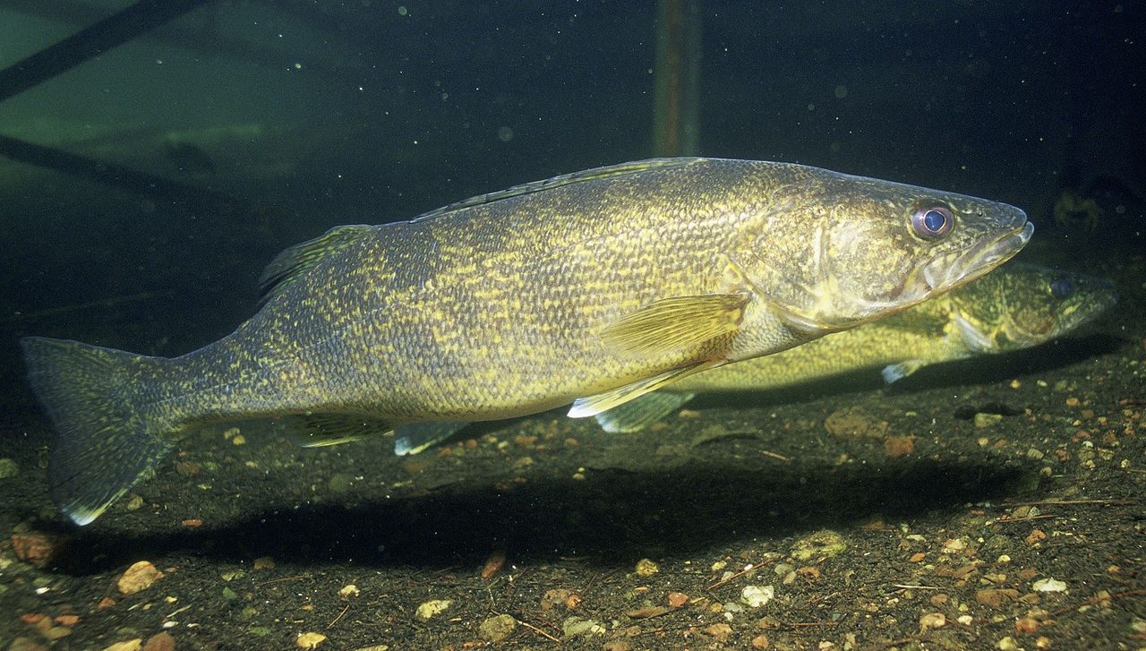 Doré jaune - Sander vitreus - <a href='https://commons.wikimedia.org/wiki/File:Sander_vitreus.jpg' title='via Wikimedia Commons'>Engbretson, Eric / U.S. Fish and Wildlife Service</a> / Public domain - BioObs