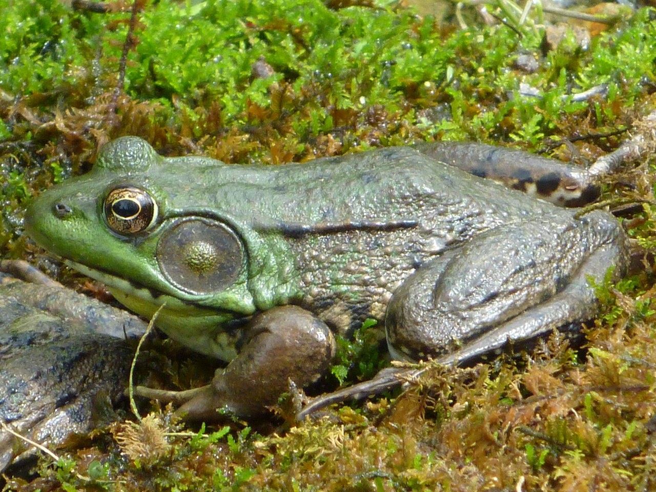 Grenouille verte d'Amérique du Nord - Lithobates clamitans - <a href='https://commons.wikimedia.org/wiki/File:Male_Green_Frog_-_Hunterdon_County,_NJ.jpg' title='via Wikimedia Commons'>Contrabaroness</a> / CC0 - BioObs