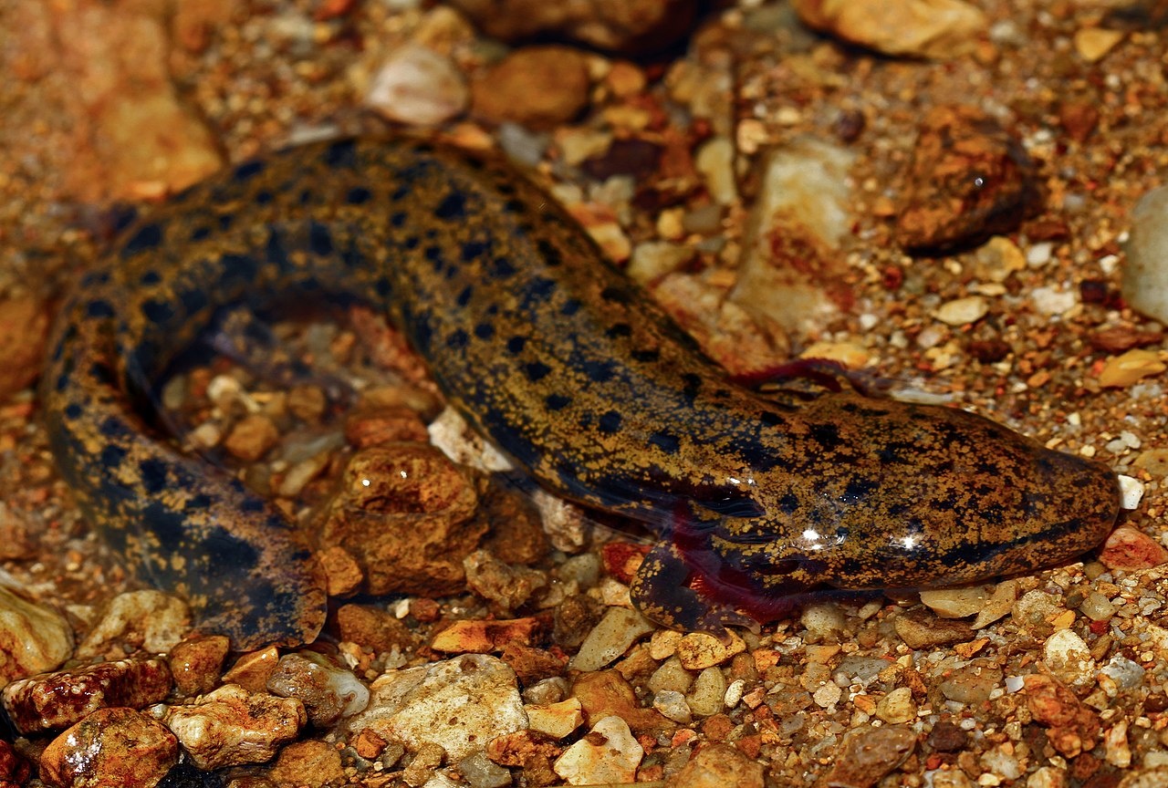 Necture tacheté - Necturus maculosus - <a href='https://commons.wikimedia.org/wiki/File:Red_River_Mudpuppy_(Necturus_maculosus)_(42694782124).jpg' title='via Wikimedia Commons'>Peter Paplanus from St. Louis, Missouri</a> / <a href='https://creativecommons.org/licenses/by/2.0'>CC BY</a> - BioObs