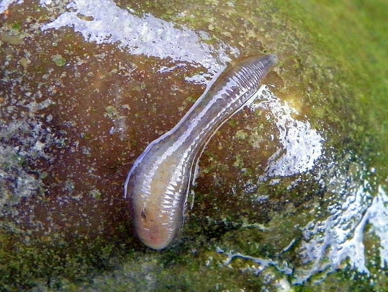 Helobdelle des étangs - Helobdella stagnalis - <a href='https://commons.wikimedia.org/wiki/File:Freshwater_leech_(Helobdella_stagnalis)_(19948441589).jpg' title='via Wikimedia Commons'>AnemoneProjectors</a> / <a href='https://creativecommons.org/licenses/by-sa/2.0'>CC BY-SA</a> - BioObs