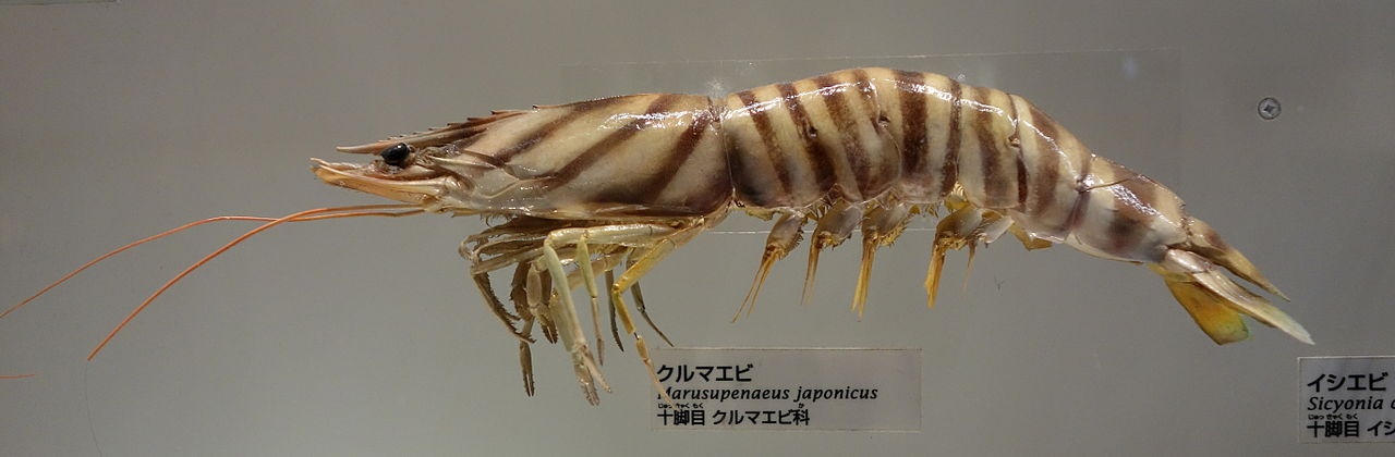 Crevette japonaise - Penaeus japonicus - <a href='https://commons.wikimedia.org/wiki/File:Marsupenaeus_japonicus_-_National_Museum_of_Nature_and_Science,_Tokyo_-_DSC07540.JPG' title='via Wikimedia Commons'>Daderot</a> / CC0 - BioObs
