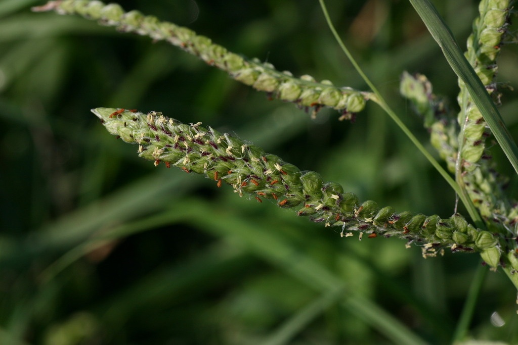 Paspale dilatée - Paspalum dilatatum - <a href=' https://www.inaturalist.org/photos/555009161 '>jltasset</a>, <a href=' https://creativecommons.org/licenses/by-nc/4.0/ '>CC BY-NC 4.0</a>, via iNaturalist - BioObs