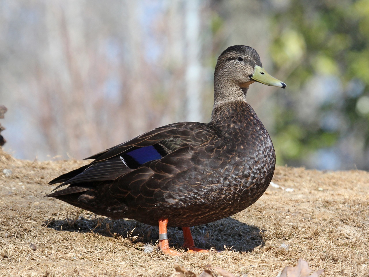 Canard noir - Anas rubripes - <a href='https://commons.wikimedia.org/wiki/File:American_Black_Duck_male_RWD5.jpg'>DickDaniels  (http://carolinabirds.org/)</a>, <a href='https://creativecommons.org/licenses/by-sa/3.0'>CC BY-SA 3.0</a>, via Wikimedia Commons - BioObs