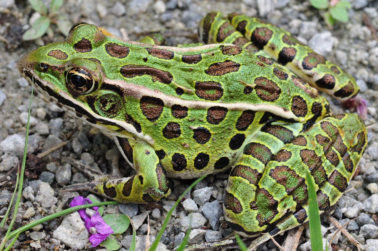 Grenouille leopard - Lithobates pipiens - <a href='https://commons.wikimedia.org/wiki/File:Frog_Lithobates_pipiens_RBG.jpg'>Mykola Swarnyk</a>, <a href='https://creativecommons.org/licenses/by-sa/3.0'>CC BY-SA 3.0</a>, via Wikimedia Commons - BioObs