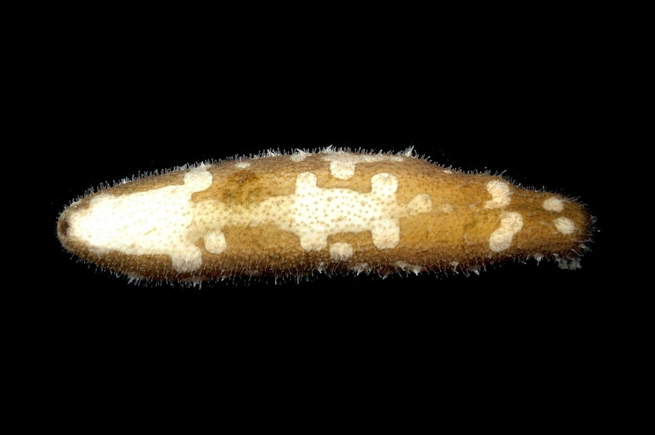 Holothurie marbrée - Bohadschia marmorata - <a href='https://commons.wikimedia.org/wiki/File:Bohadschia_marmorata.jpg'>François Michonneau</a>, <a href='https://creativecommons.org/licenses/by/3.0'>CC BY 3.0</a>, via Wikimedia Commons - BioObs