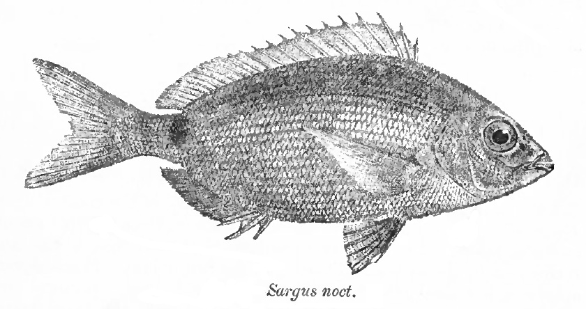 Sar de la Mer Rouge - Diplodus noct - <a href='https://commons.wikimedia.org/wiki/File:Diplodus_noct_Day.png'>Sir Francis Day</a>, Public domain, via Wikimedia Commons - BioObs