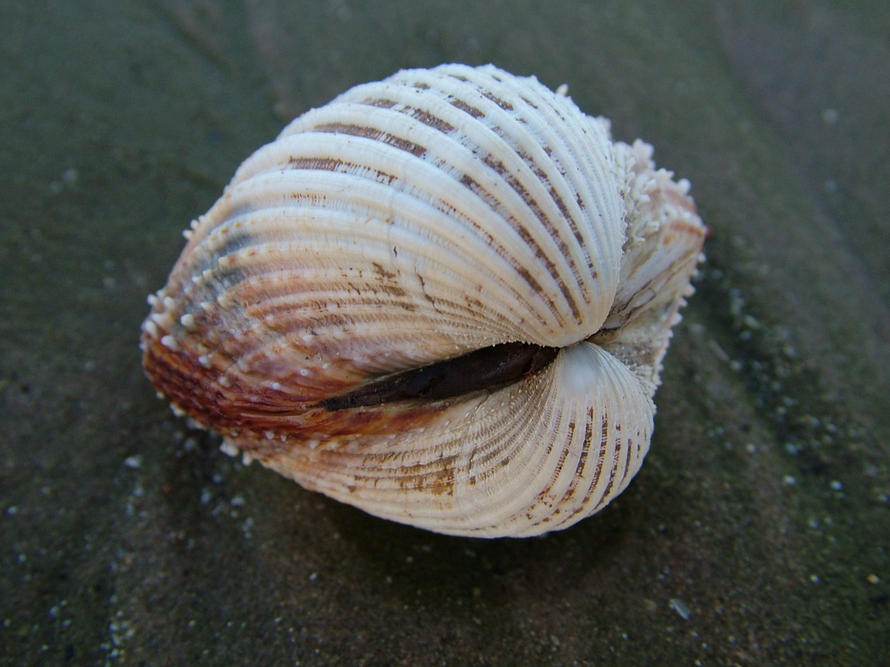 Cardium épineux - Acanthocardia echinata - <a href='https://commons.wikimedia.org/wiki/File:Shell_On_Sand.jpg'>Chris Howells (= Chowells)</a>, <a href='http://creativecommons.org/licenses/by-sa/3.0/'>CC BY-SA 3.0</a>, via Wikimedia Commons - BioObs