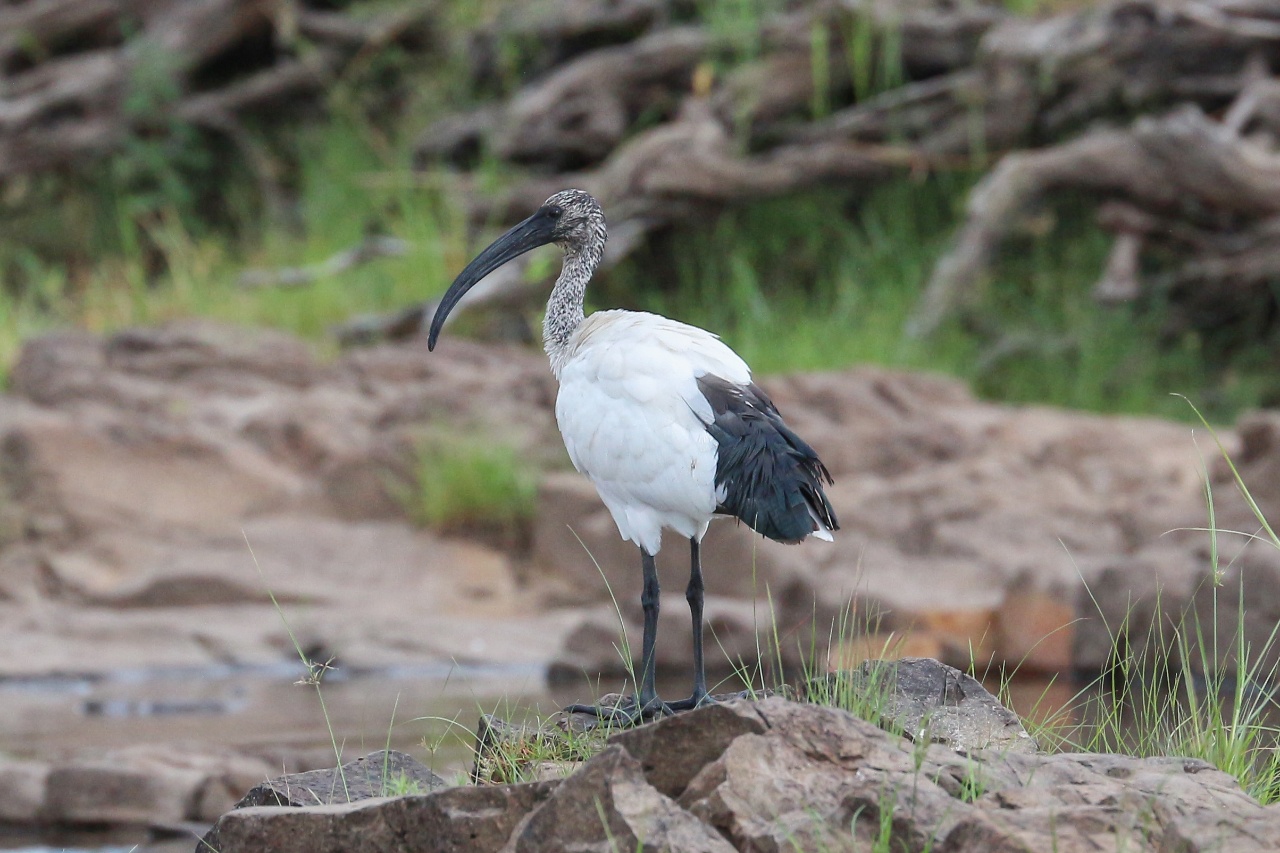 Ibis sacré - Threskiornis aethiopicus - <a href='https://commons.wikimedia.org/wiki/File:African_sacred_ibis_in_Zimbabwe.jpg'>Bernard Gagnon</a>, <a href='https://creativecommons.org/licenses/by-sa/4.0'>CC BY-SA 4.0</a>, via Wikimedia Commons - BioObs