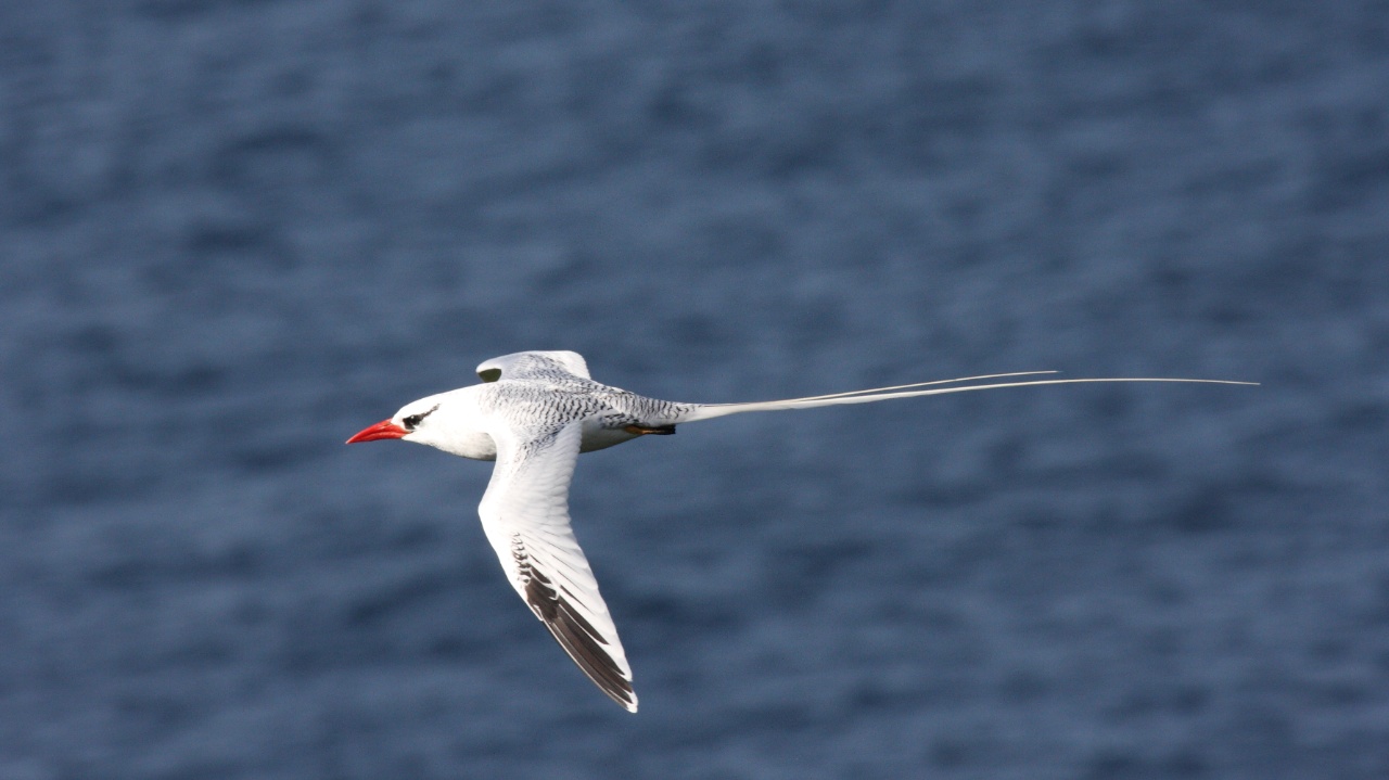 Phaeton à bec rouge - Phaethon aethereus - <a href='https://commons.wikimedia.org/wiki/File:Red-billed_Tropicbird_(Phaethon_aethereus)_(4089464789).jpg'>Dominic Sherony</a>, <a href='https://creativecommons.org/licenses/by-sa/2.0'>CC BY-SA 2.0</a>, via Wikimedia Commons - BioObs