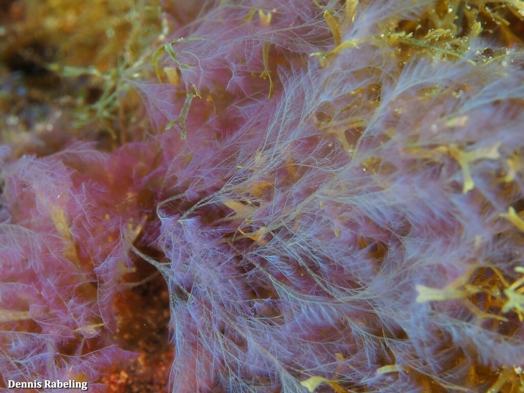 Algue filamenteuse lilas - Cottoniella filamentosa - <a href='  https://www.inaturalist.org/photos/249250980 '>Dennis Rabeling</a>, <a href=' https://creativecommons.org/licenses/by-nc-nd/4.0/  '>CC BY-NC-ND 4.0</a>, via iNaturalist - BioObs