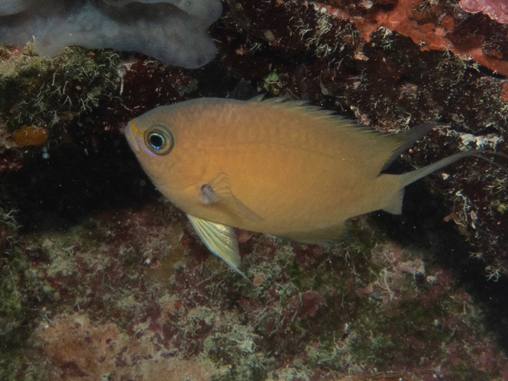 Chromis bronze - Pycnochromis agilis - <a href='  https://www.inaturalist.org/photos/296754059 '>Storm Martin</a>, <a href=' https://creativecommons.org/licenses/by/4.0/ '>CC BY 4.0</a>, via iNaturalist - BioObs