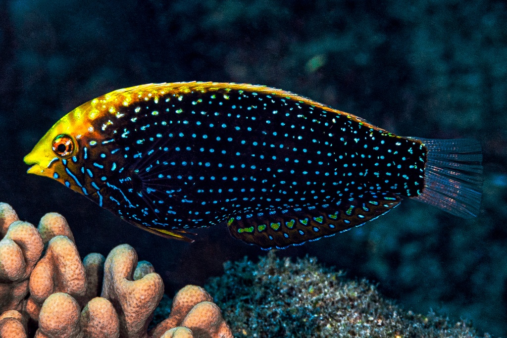 Labre léopard à points bleus - Macropharyngodon cyanoguttatus - <a href='  https://www.inaturalist.org/photos/227315876 '>Francois Libert</a>, <a href='  https://creativecommons.org/licenses/by-nc/4.0/ '>CC BY-NC 4.0</a>, via iNaturalist - BioObs