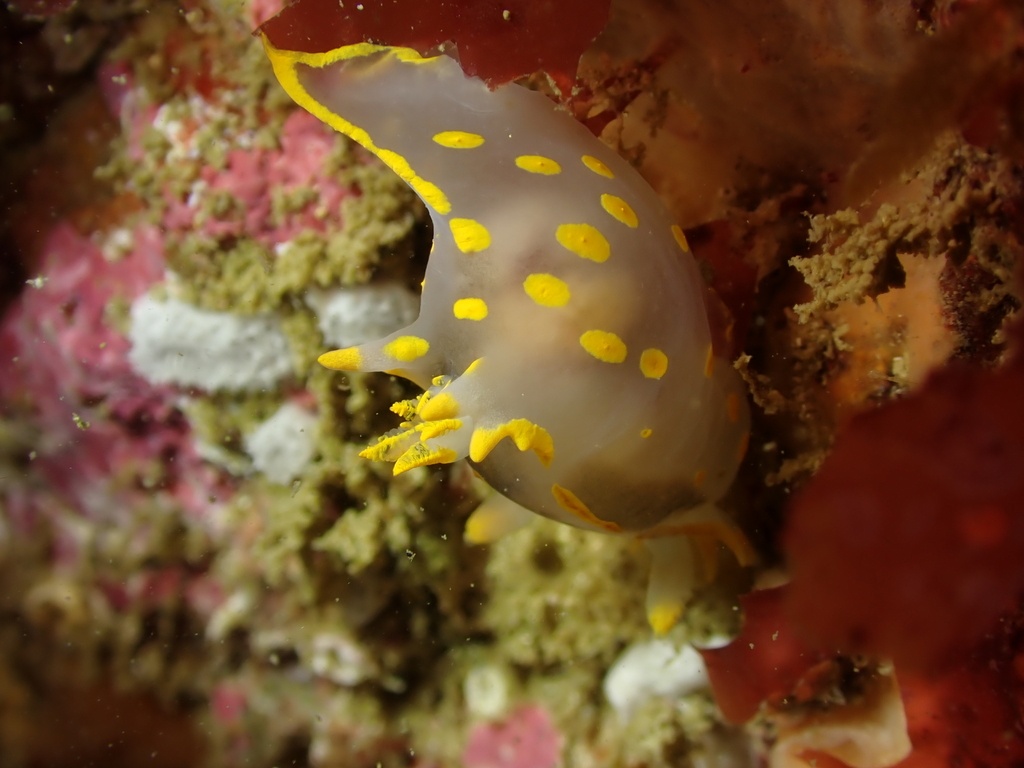 Polycère des Féroé - Polycera faeroensis - <a href='  https://www.inaturalist.org/photos/407526954 '>Pierre Corbrion</a>, <a href=' https://creativecommons.org/licenses/by-nc-sa/4.0/ '>CC BY-NC-SA 4.0</a>, via iNaturalist - BioObs