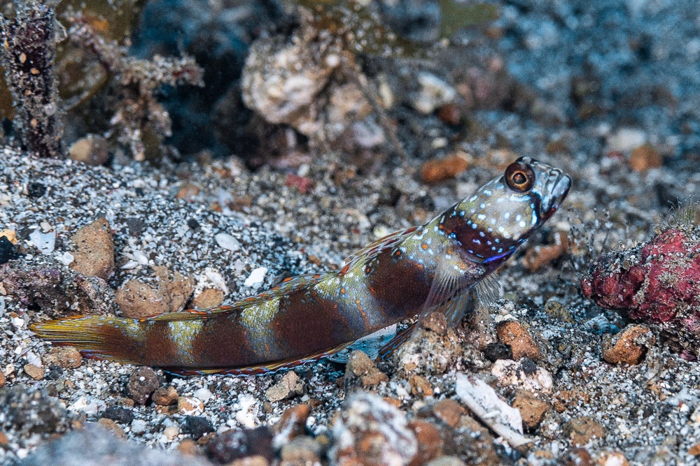 Gobie métallique - Amblyeleotris latifasciata - <a href='  https://www.inaturalist.org/photos/330466880 '>Francois Libert</a>, <a href=' https://creativecommons.org/licenses/by-nc/4.0/ '>CC BY-NC 4.0</a>, via iNaturalist - BioObs