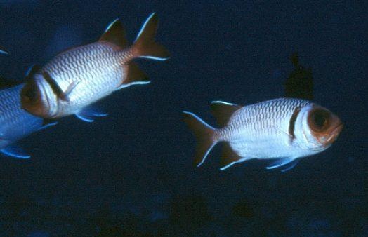 Marignan poklé - Myripristis botche - <a href='  https://www.inaturalist.org/photos/15714797 '>tony rebelo</a>, <a href=' https://creativecommons.org/licenses/by-nc/4.0/ '>CC BY-NC 4.0</a>, via iNaturalist - BioObs