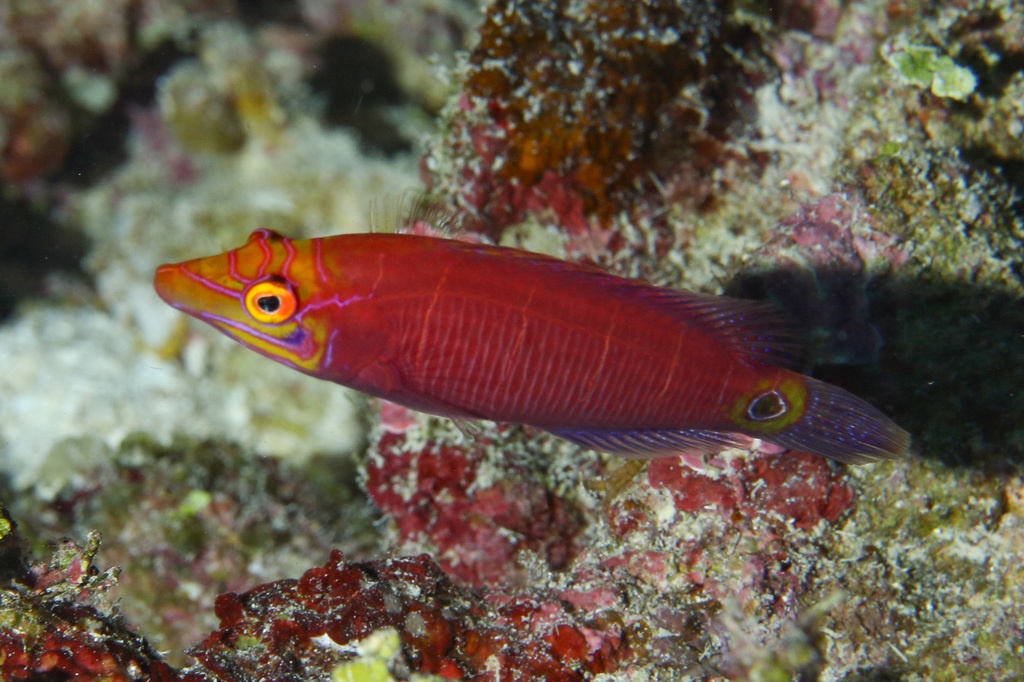 Labre pygmée à ocelle - Pseudocheilinus ocellatus - <a href='  https://www.inaturalist.org/photos/354283369 '>Mark Rosenstein</a>, <a href='  https://creativecommons.org/licenses/by-nc/4.0/  '>CC BY-NC 4.0</a>, via iNaturalist - BioObs