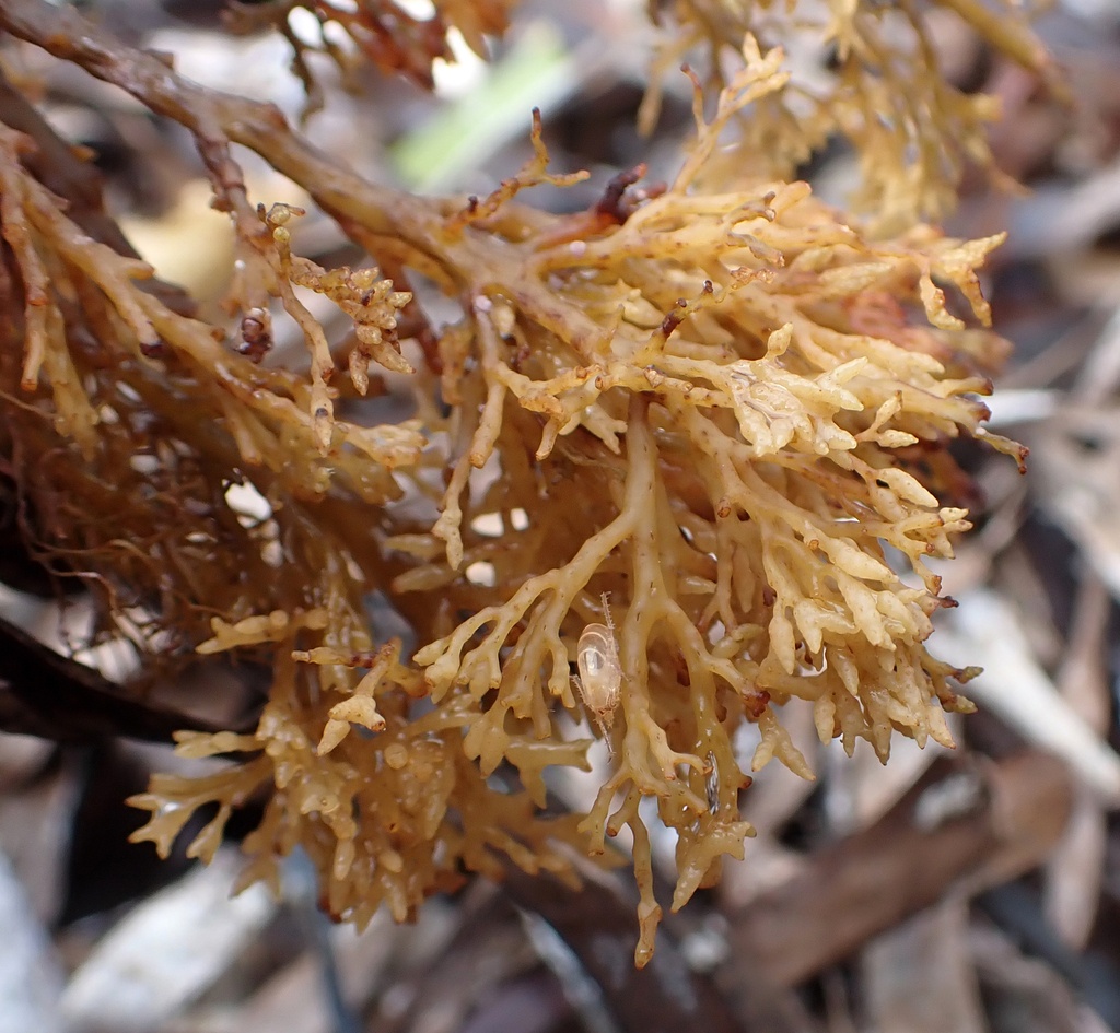 Cystoseire aplatie - Cystoseira compressa - <a href='    https://www.inaturalist.org/photos/403332674 '>A Emmerson</a>, <a href='  https://creativecommons.org/licenses/by-nc/4.0/ '>CC BY-NC 4.0</a>, via iNaturalist - BioObs